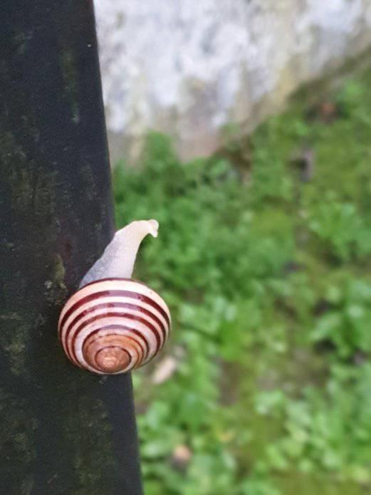Apartamento Casolare Puccini Bagni di Lucca Exterior foto